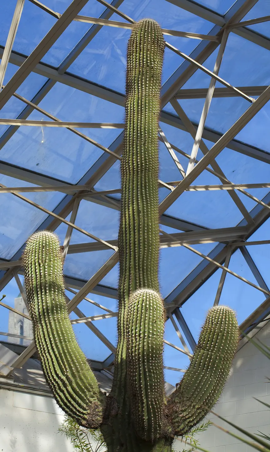 A tall saguaro beneath the glass roof of the Foellinger-Freimann Botanical Conservatory, photographed in 2012.