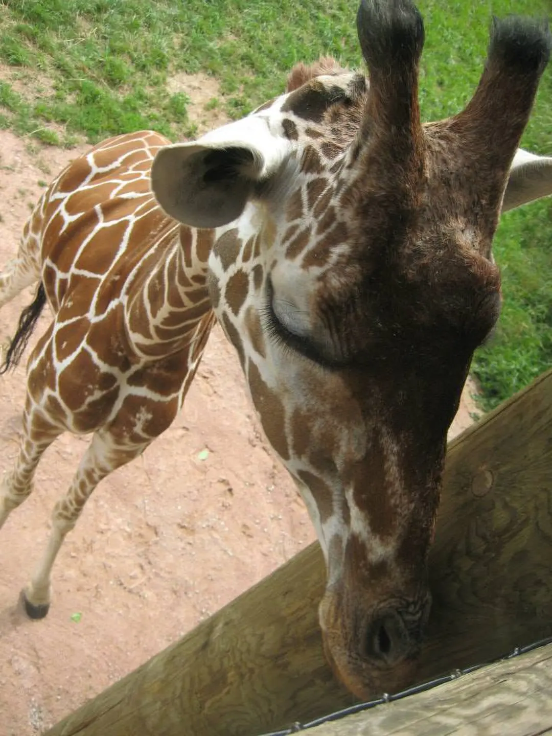 Close view of a giraffe at the Fort Wayne Zoo.